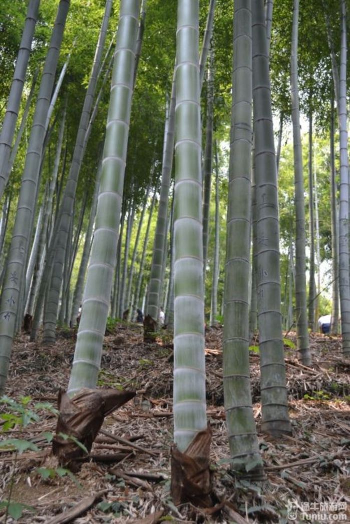 安吉旅游攻略中国海毛竹画长卷