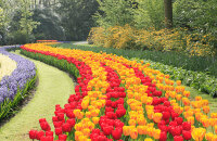 参加郁金香节