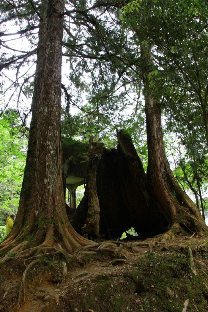 阿里山神树