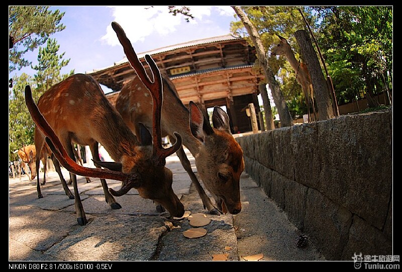 【日本旅游攻略】东京-奈良-大阪6天5晚贪心游