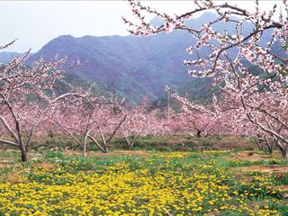  平谷天云山玻璃栈道1日游>万亩桃花海,体验天空之路