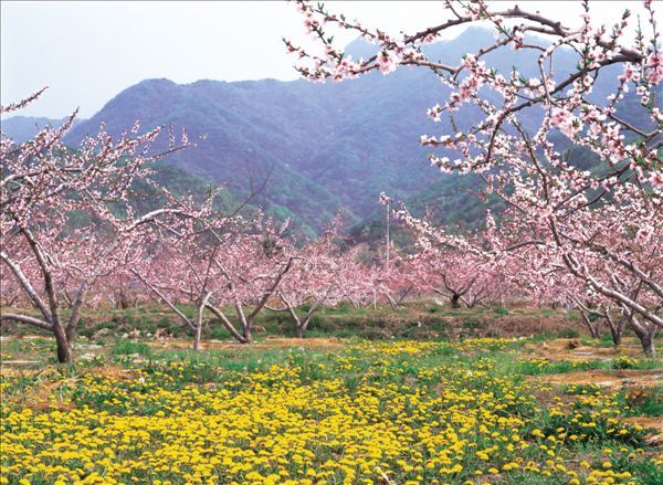 枝江市旅游景点大全