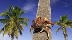 泰莫图省旅游 泰莫图省特产攻略   所罗门群岛有一样特产,是椰子蟹