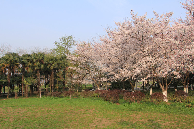 南京情侣园花卉公园位于城东北,南邻玄武湖,东枕紫金山,园内绿化率高