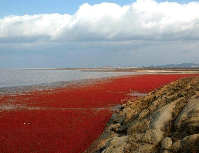 红海沿岸旅游攻略_红海沿岸有哪些好玩的地方_红海沿岸旅游景点推荐