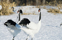 与丹顶鹤的亲密接触