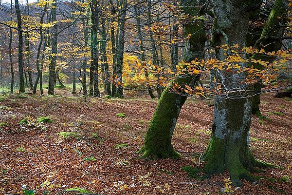 西班牙价格_跟团去西班牙的价格_去西班牙自