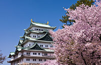 名古屋城赏樱花