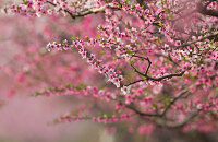 河北顺平桃花节