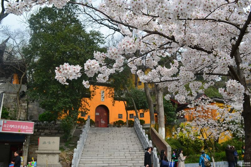 【鸡鸣寺樱花大道旅游攻略】樱花树下痴迷的拍客们