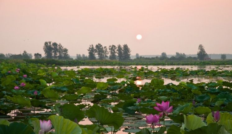 鑫农湖荷花湿地公园