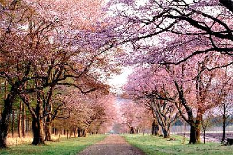 日本旅游攻略_日本旅游攻略2013_日本旅游指南2013_最新日本旅游资讯_途牛旅游网