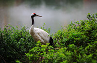 到湿地欣赏鸟类