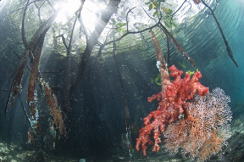 海树