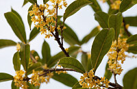 焦山桂花节