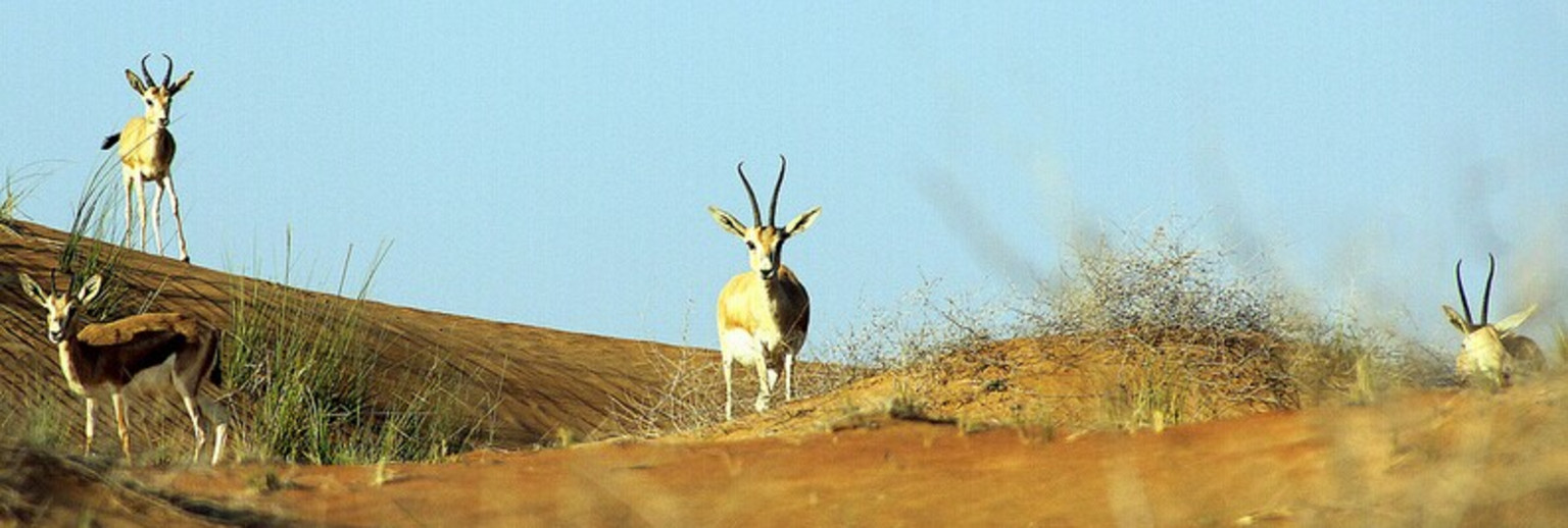 迪拜沙漠保护区
