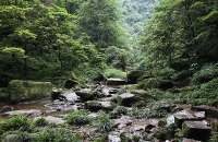 碧峰峡里看熊猫