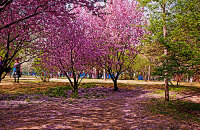 初春赏樱正当时