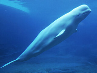 伦敦有什么好玩的地方_伦敦游玩去哪好_去伦