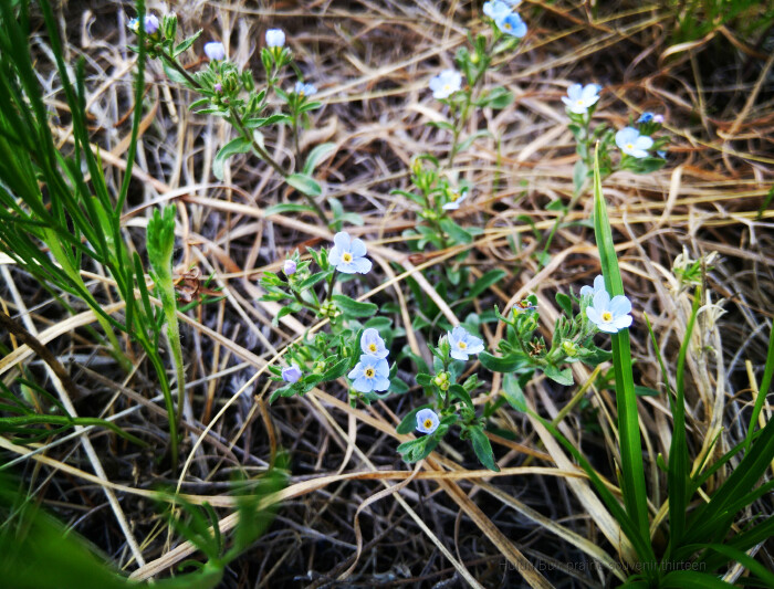 6月底的呼伦贝尔草原邂逅~-游记攻略-旅游路上