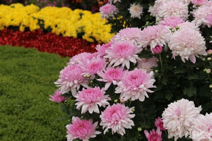 鲜花港---与菊花仙子的约会!_顺义