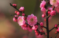 南京国际梅花节