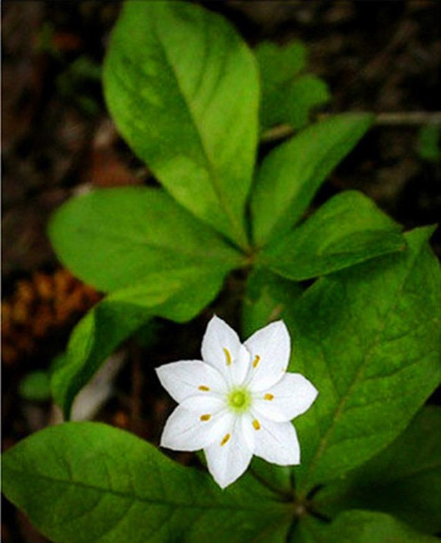 七瓣莲(学名:trientalis europaea)为报春花科七瓣