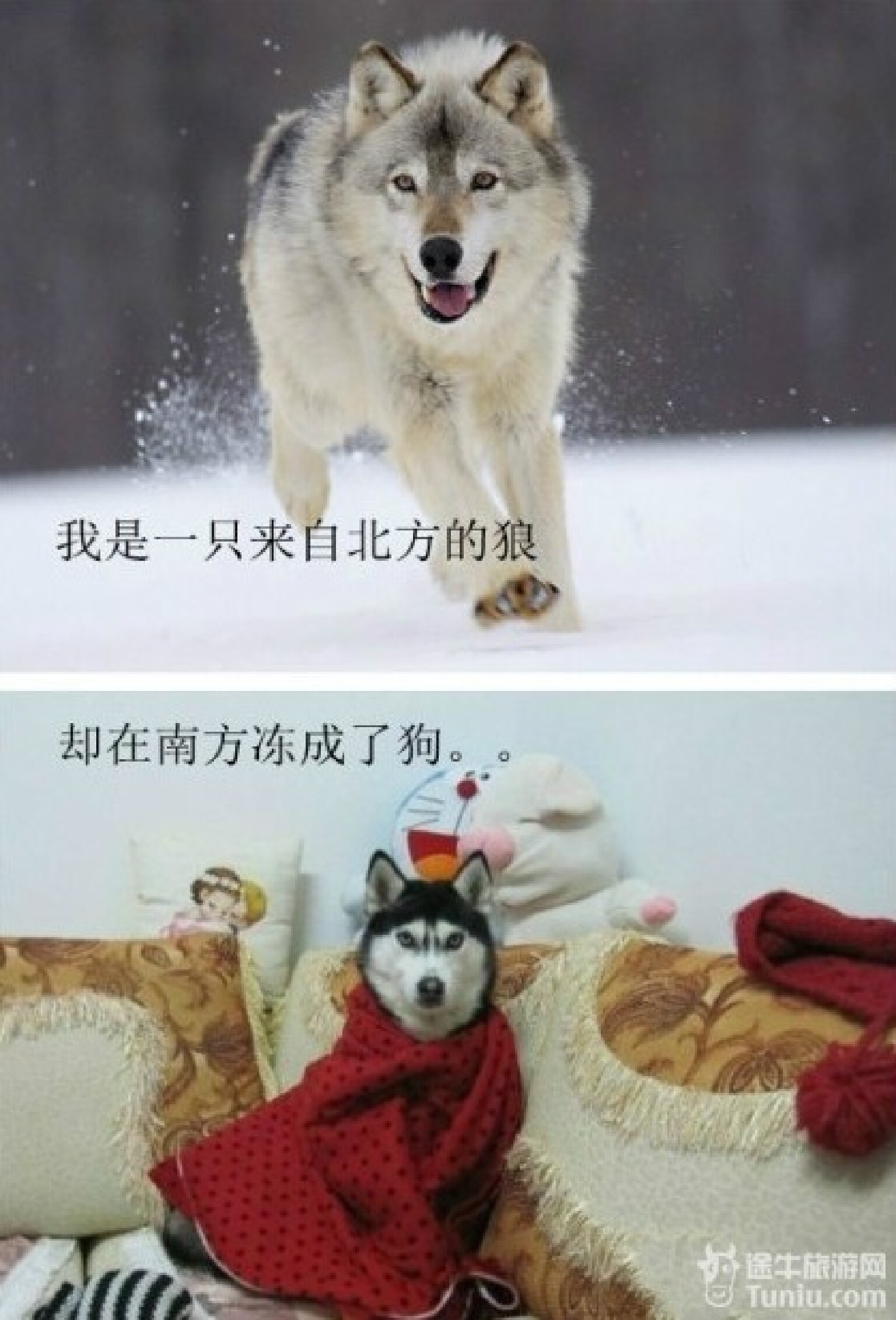 一只狼冒烟猜一个成语_一只狼抱着一个美女(3)