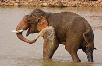 卡图加斯托塔观看驯象沐浴嬉水表演