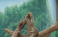 新竹市立动物园游玩