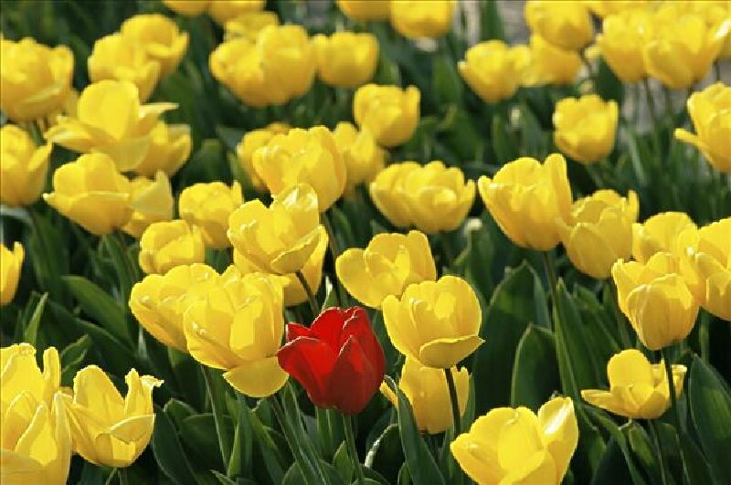 欧洲各国旅游攻略_欧洲各国简介_欧洲各国有