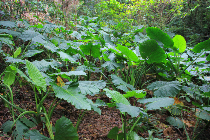 大王山植物中还有野生海芋等.