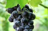 观巢葡萄文化节