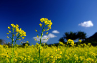 济州岛看油菜花