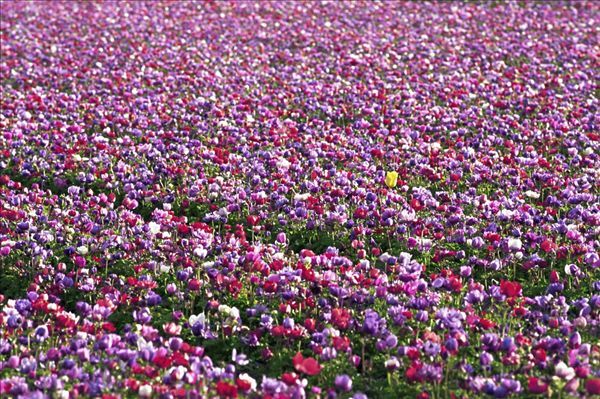 荷兰当地资讯-注意事项