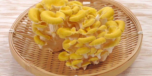 青海省祁连县黄草沟所产的野生黄蘑菇,鲜味独特,口感极佳,颇受世人