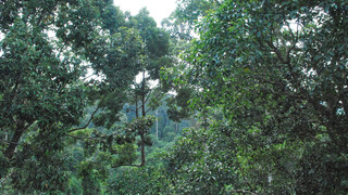 探索热带雨林