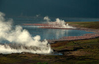 柏哥利亚湖（Lake Bogoria）游玩