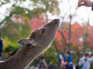 奈良县有什么好玩的地方_奈良县游玩去哪好_