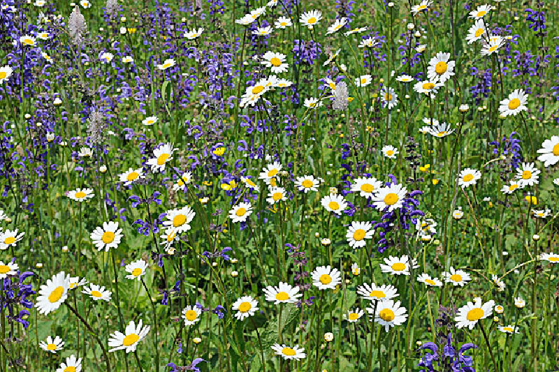 意大利旅游_意大利雏菊之行_最新意大利旅游