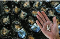 海陵珍珠养殖场观光