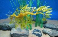 兰卡威海底世界