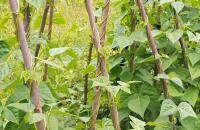 参观池州贵池农业科技示范园