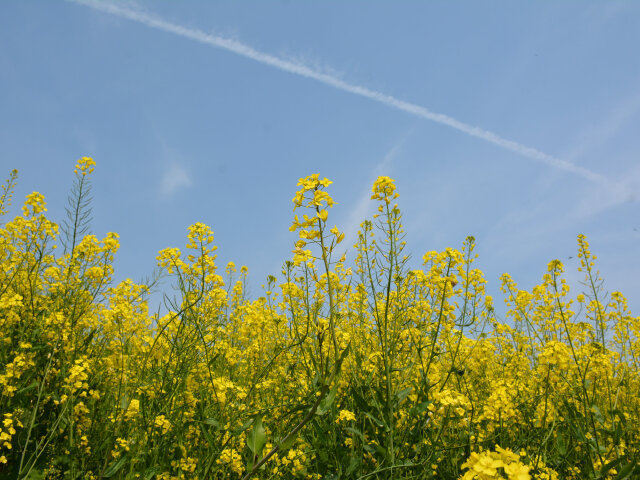 【安徽界首油菜花半日游】在家乡,抓住那油菜花的尾巴