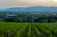 葡萄园漫步之路 