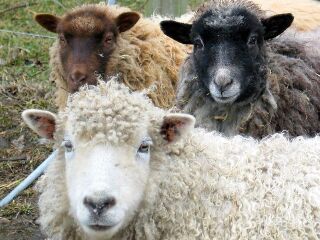 小瑞士绵羊牧场小瑞士绵羊牧场攻略_小瑞士绵