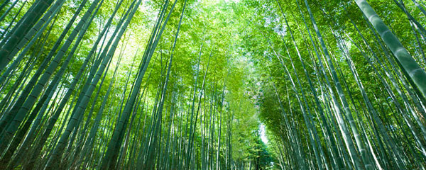 京都嵯峨野竹林旅游攻略 嵯峨野竹林景点介绍 嵯峨野竹林景点图片 京都府旅游资讯 途牛