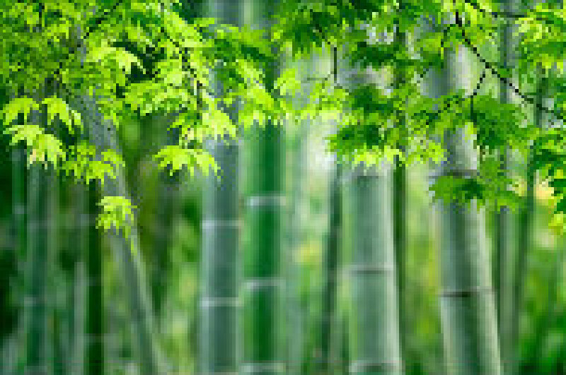 野竹嵯峨野竹林v英雄英雄_嵯峨京都林攻略介绍景点联盟盖伦攻略图片