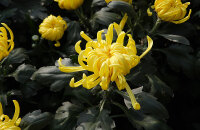 菊花花会
