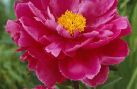 巢湖牡丹观赏节